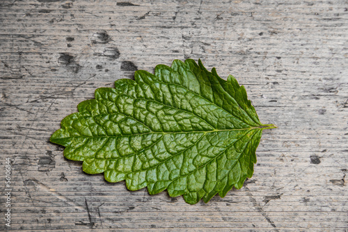 Photo: one leaf of balm one leaf of balm
