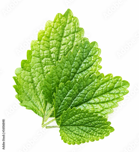 Photo: leaves of balm leaves of balm