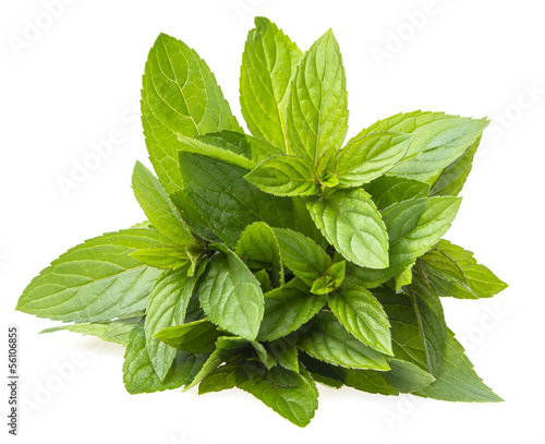 Photo: a bunch of mint on white background a bunch of mint on white background