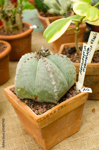 Photo: Cactus Astrophytum Myriostoma for sale in a small pot Cactus Astrophytum Myriostoma for sale in a small pot