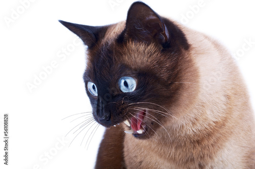 Photo: katze, tier katze, tier