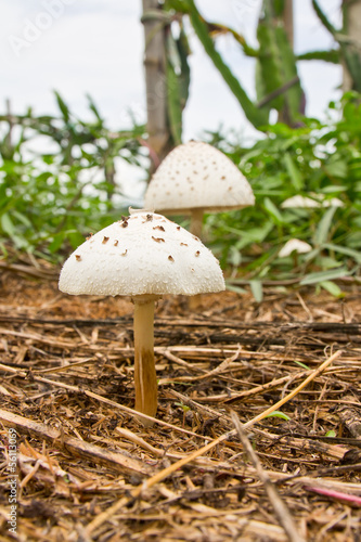 Photo: wild mushrooms on the ground wild mushrooms on the ground