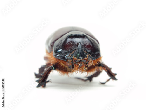 Photo: Scarab's front Scarab's front