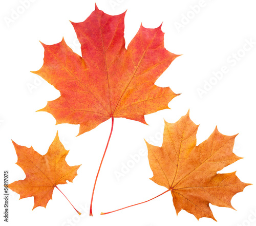 Photo: Yellow autumn maple leaves isolated on white background Yellow autumn maple leaves isolated on white background
