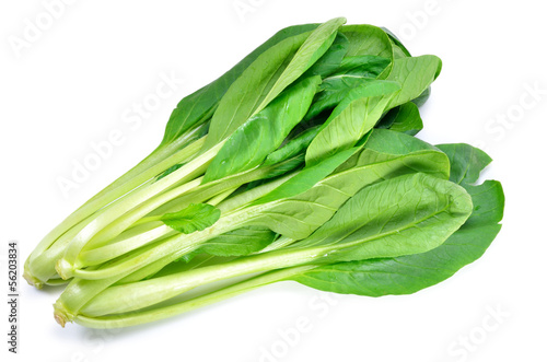 Photo: Japanese Mustard Spinach Japanese Mustard Spinach