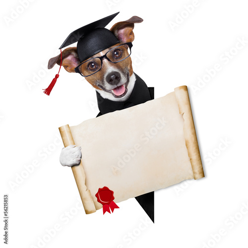 Photo: garduate dog garduate dog