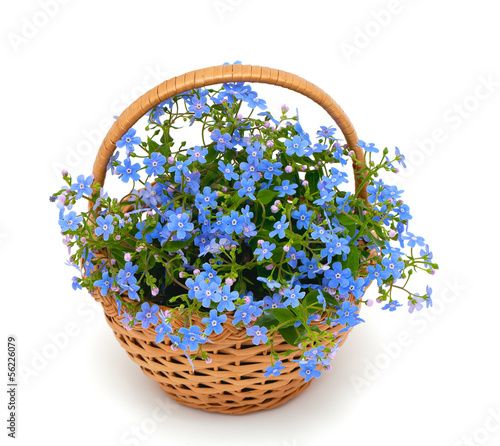 Photo: forget-me-not flowers in a basket over white forget-me-not flowers in a basket over white