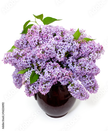 Photo: lilac over white lilac over white