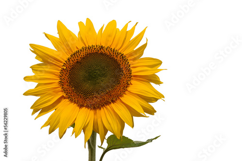 Photo: Sonnenblume Sonnenblume