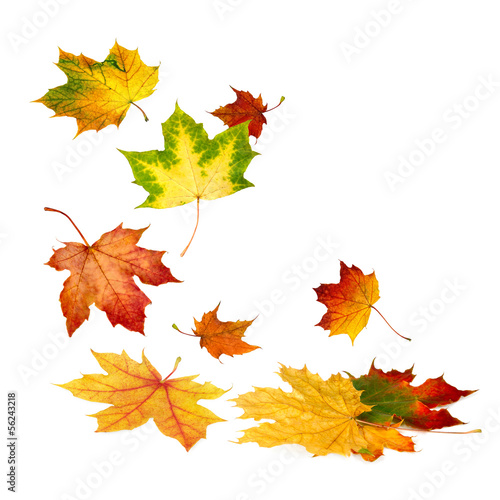 Photo: Fallende Herbstblätter auf weiß Fallende Herbstblätter auf weiß