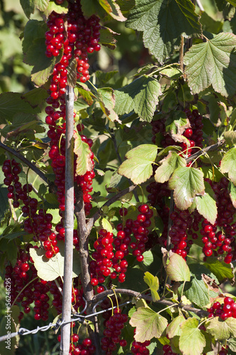 Photo: Johannisbeeren im Garten Johannisbeeren im Garten