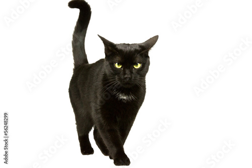 Photo: Katze läuft 1 Katze läuft 1