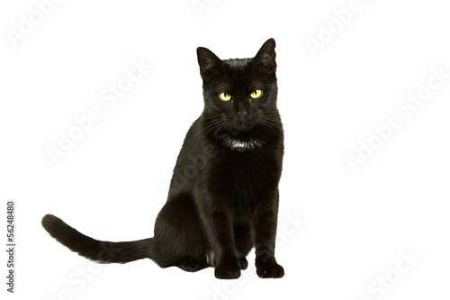 Photo: Katze wartet Katze wartet