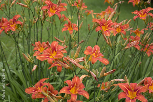 Photo: Border Day Lilies Buds Border Day Lilies Buds