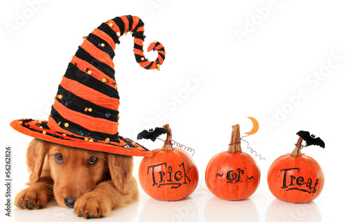 Photo: Halloween puppy Halloween puppy