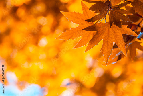 Photo: autumn leaves, very shallow focus autumn leaves, very shallow focus