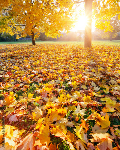 Photo: Colorful sunlighted autumn park Colorful sunlighted autumn park