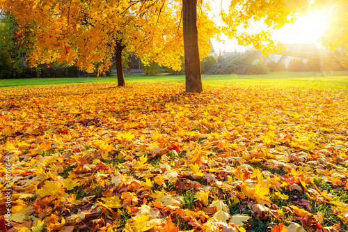 Photo: Colorful sunlighted autumn park Colorful sunlighted autumn park