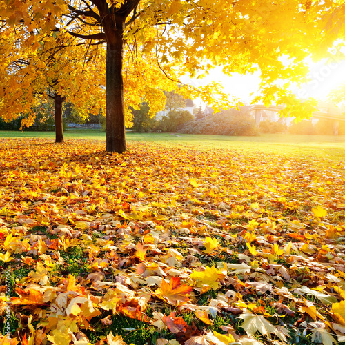 Photo: Colorful sunlighted autumn park Colorful sunlighted autumn park