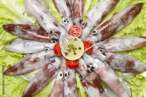 Photo: squids squids