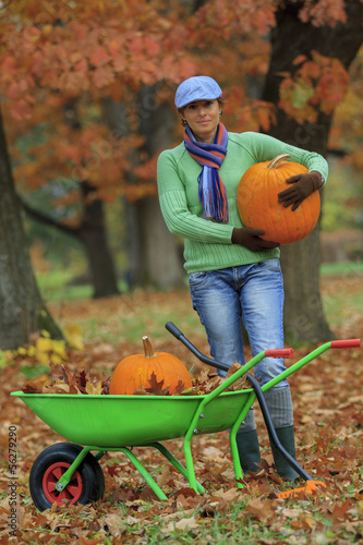 Photo: Autumn in the garden - harvest of pumpkins Autumn in the garden - harvest of pumpkins