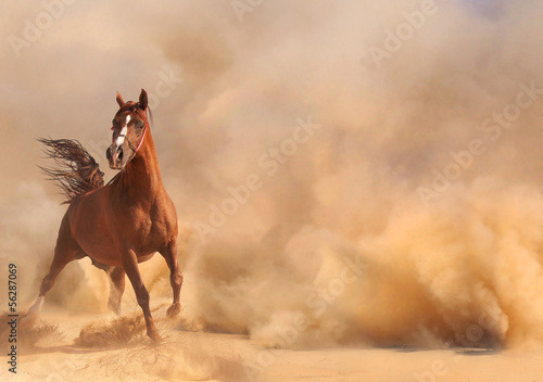 Photo: Arabian horse running out of the Desert Storm Arabian horse running out of the Desert Storm