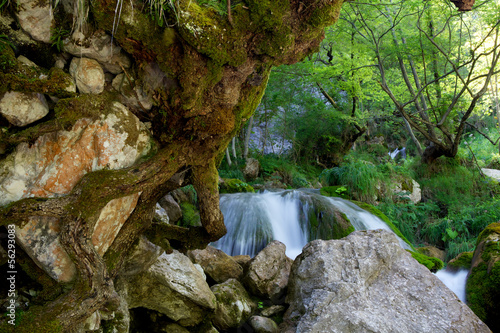 Photo: Roccia con radici di albero Roccia con radici di albero