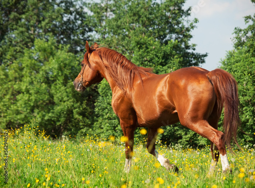 Photo: running chestnut horse in the meadow running chestnut horse in the meadow