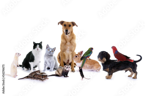 Photo: Haustiere – Hund, Katze, Maus... Haustiere – Hund, Katze, Maus...