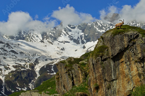 Photo: Steinbock auf Berg in den Alpen Steinbock auf Berg in den Alpen