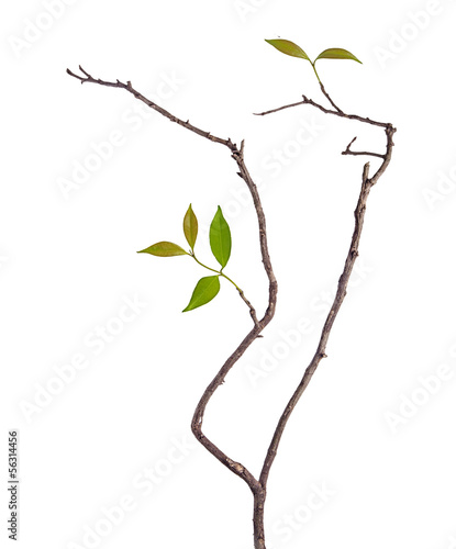 Photo: Branch with leaf Branch with leaf