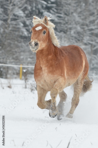 Photo: Lion Galopp Lion Galopp