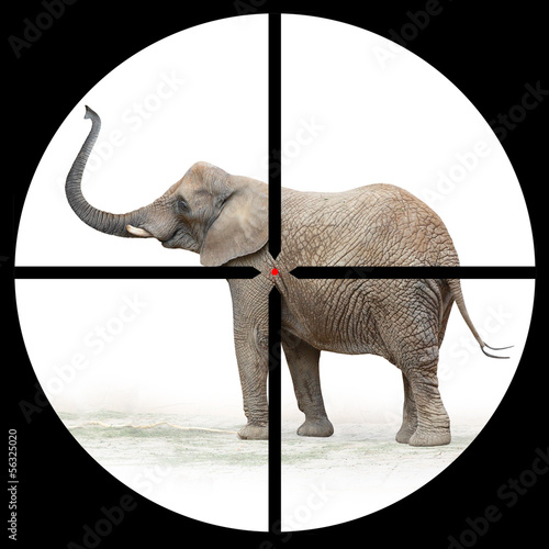 Photo: African elephant in the Hunter's scope. African elephant in the Hunter's scope.