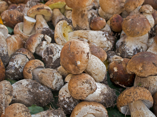 Photo: Porcini mushrroms - Boletus edulis aka as penny bun or cep Porcini mushrroms - Boletus edulis aka as penny bun or cep