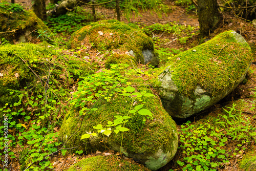 Photo: Shamrock on the rock in forest Shamrock on the rock in forest