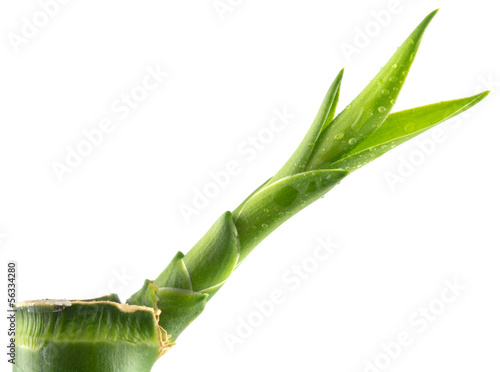 Photo: pousse de lucky bamboo pousse de lucky bamboo