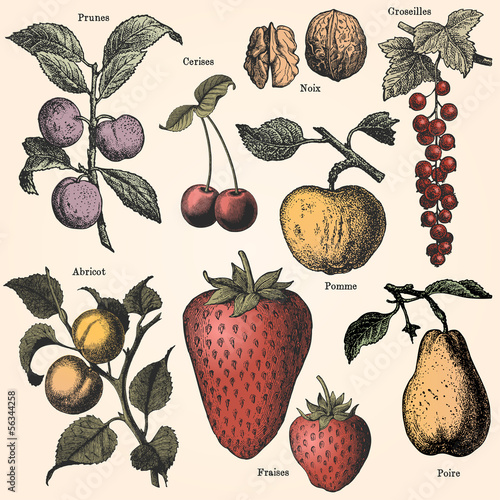 Vector: The fruit garden The fruit garden