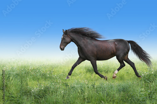 Photo: Pferd trabt auf der Wiese. Pferd trabt auf der Wiese.