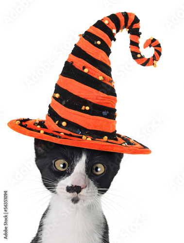 Photo: Halloween kitten Halloween kitten