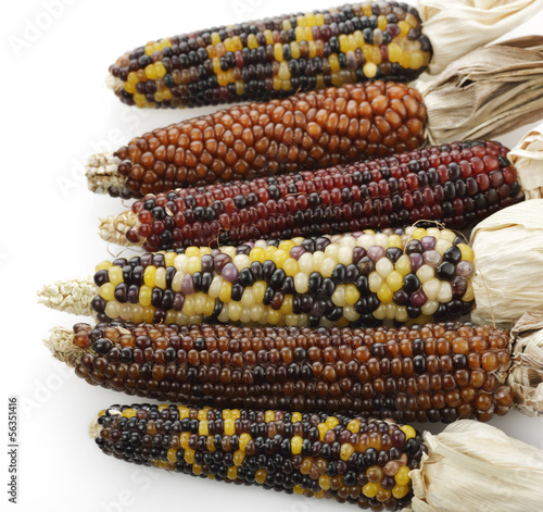 Photo: Indian Corn Indian Corn