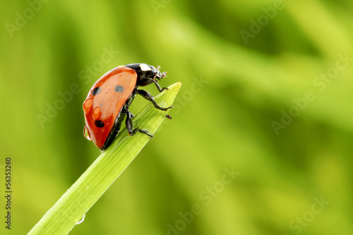 Photo: ladybug on grass ladybug on grass