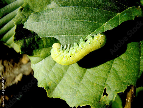 Photo: catapillar catapillar