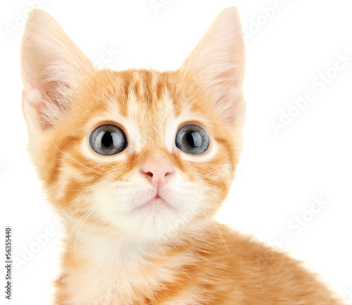 Photo: Cute little red kitten isolated on white Cute little red kitten isolated on white
