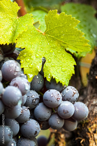 Photo: uva nera da vino uva nera da vino