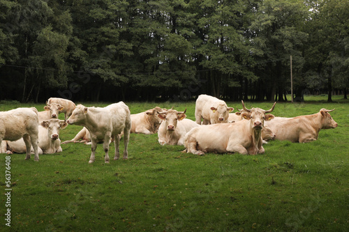 Photo: Helle Kühe auf der grünen Wiese Helle Kühe auf der grünen Wiese