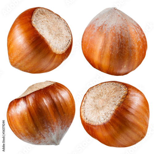 Photo: Hazelnut. Collection of nuts isolated on white Hazelnut. Collection of nuts isolated on white