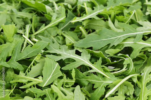 Photo: fresh arugula fresh arugula