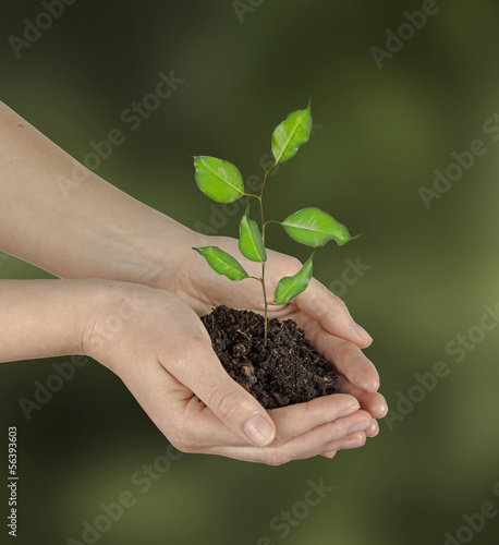 Photo: Sapling in hands Sapling in hands
