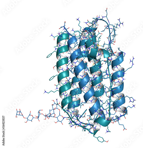 Photo: Interferon beta molecule, chemical structure. Interferon beta molecule, chemical structure.