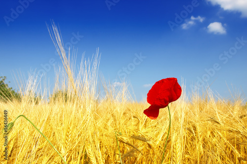 Photo: corn poppy in wheat field corn poppy in wheat field